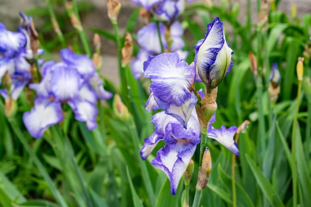 Iris oder flagsblue Blumen mit grünem Hintergrund Nahaufnahme Foto