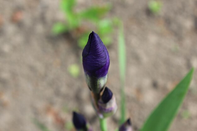 Iris púrpura floreciente en el jardín con fondo borroso