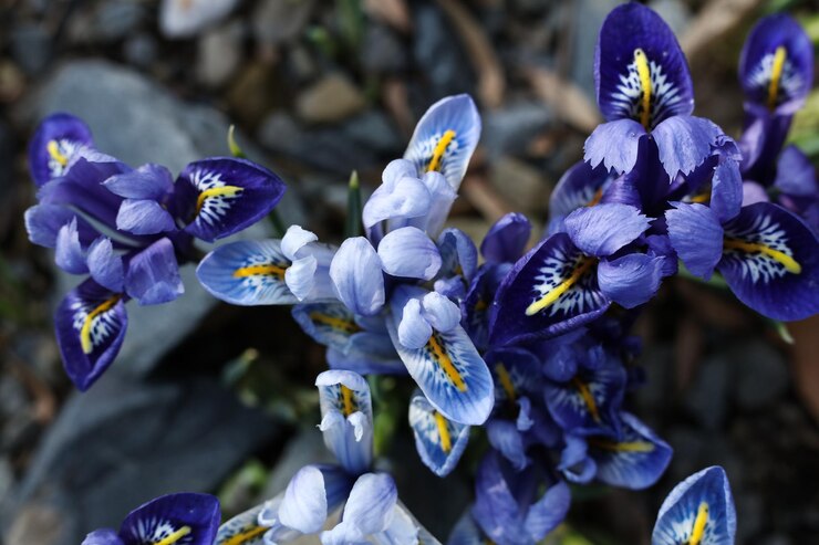 Foto iris reticulata el iris con red o el iris de red dorada de cerca