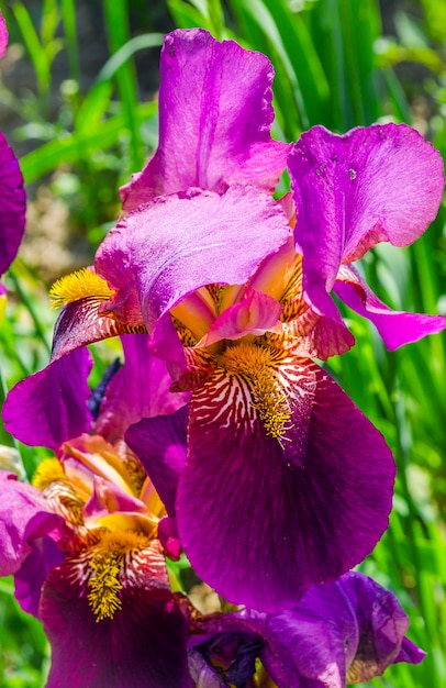 Íris roxas que florescem no jardim