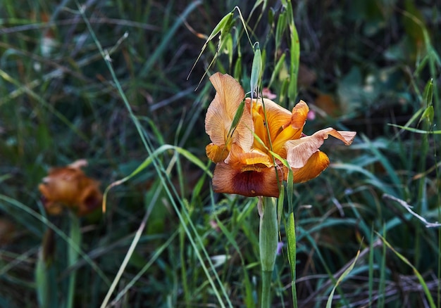 Iris salvaje amarillo Argaman o Iris atropurpurea o iris costero que florece en el campo de primavera en primavera al atardecer