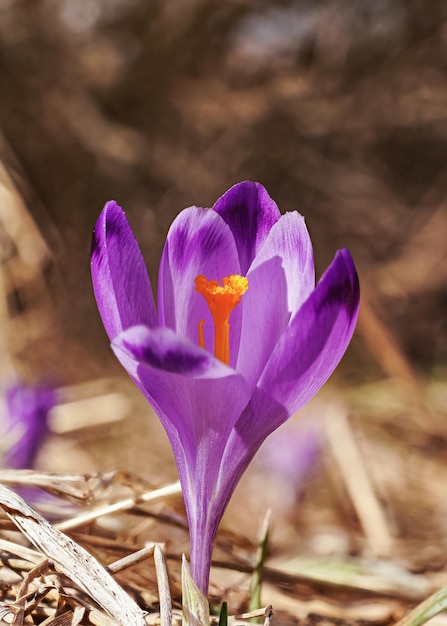 Foto Íris selvagem roxo e amarelo crocus heuffelianus flor descolorida crescendo em grama seca com folhas ao redor