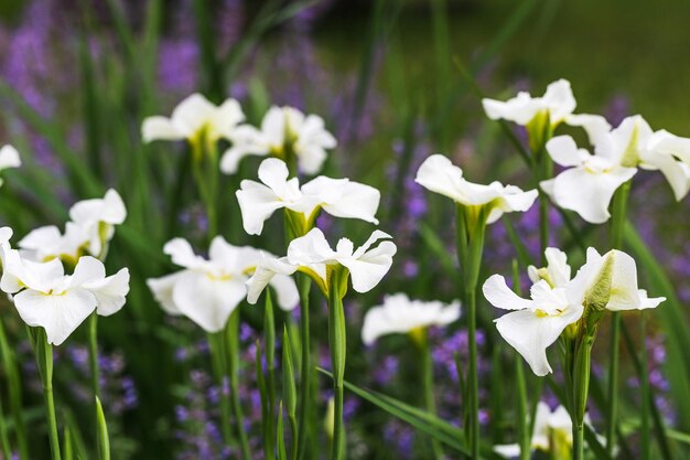 Iris siberiano blanco ala de gaviota en flor