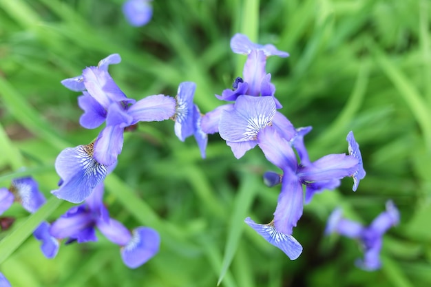 Iris sibirica schöne blaue Blumen