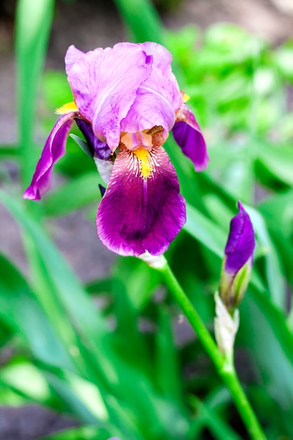 Iris-Sortenblumen-Nahaufnahme auf grünem Garten