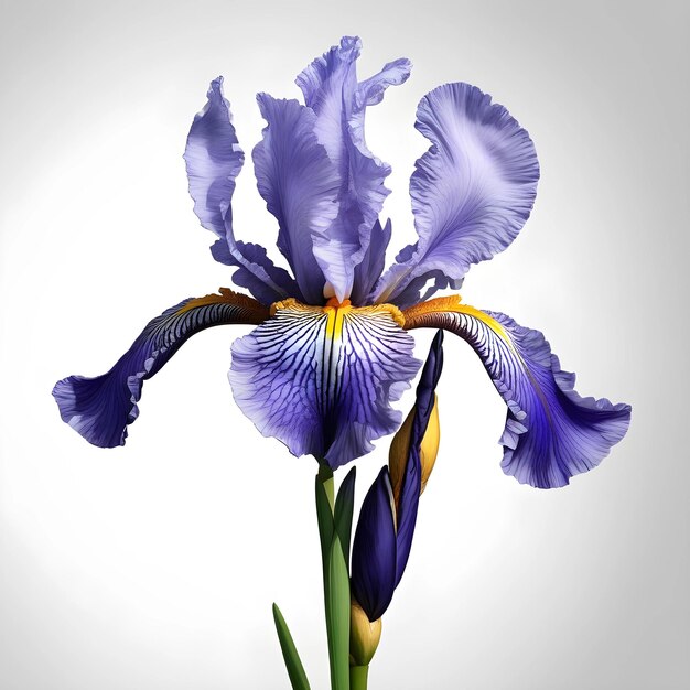 Iris spp estilo minimalista hiper realista hiper detalhado 1