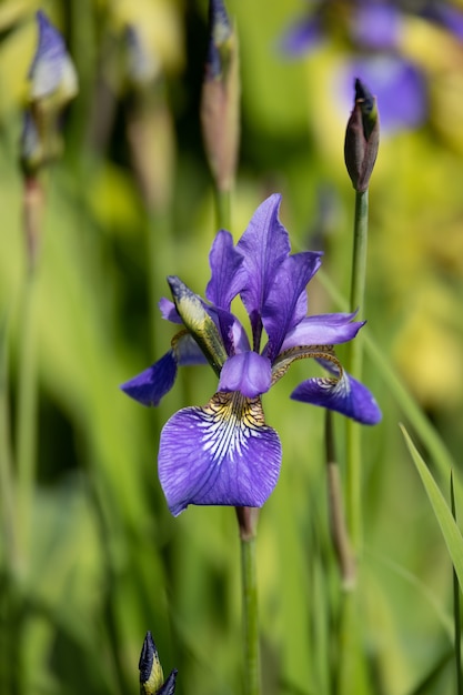Irisblume blüht im Frühling in einem englischen Garten