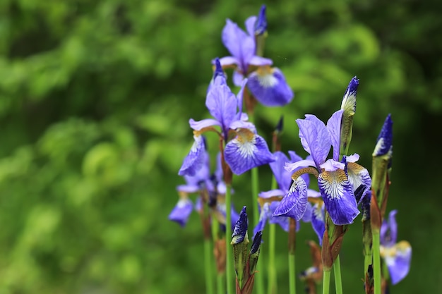 Irisblume im Gartensommertag