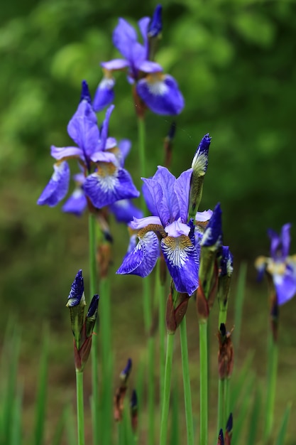 Irisblume im Gartensommertag