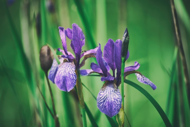 Irisblume in der Natur