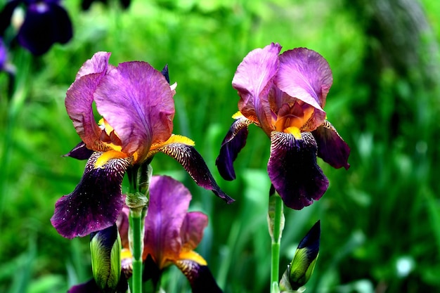 Irisblumen im Garten Sommerblumen