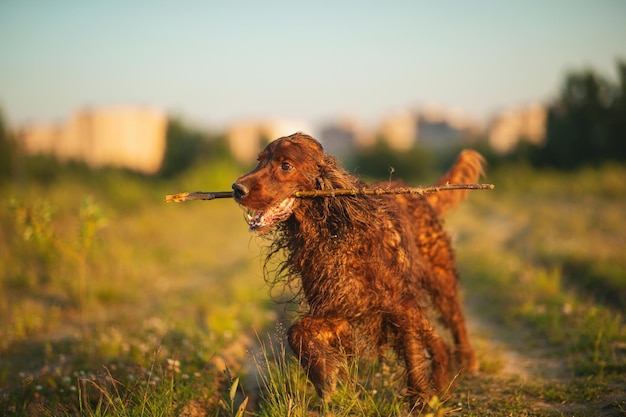 Foto irischer setter, der am feld läuft