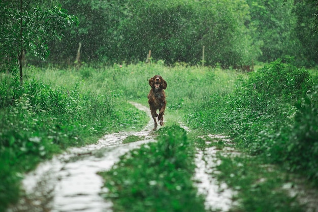 Foto irischer setter roter hund auf dem gebiet im regen