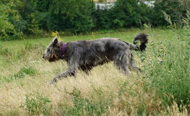 Foto irischer wolfshund läuft auf dem feld