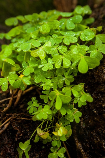 Irisches Glück Schnappschuss einer Kleepflanze