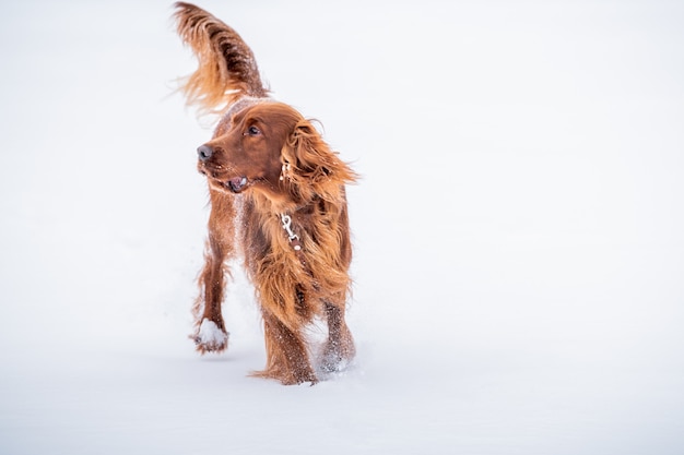 Irish Red Setter perro jugando con una correa en un paseo de invierno