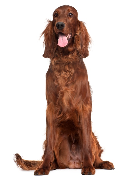 Irish Setter, 1 Jahr alt, sitzend