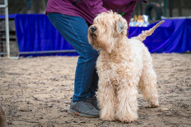 Irish Soft Coated Wheaten Terrier bei einer Hundeausstellung