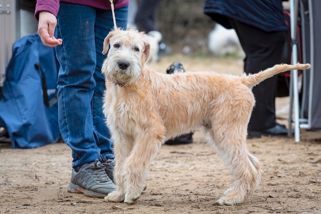 Foto irish soft coated wheaten terrier em uma exposição canina