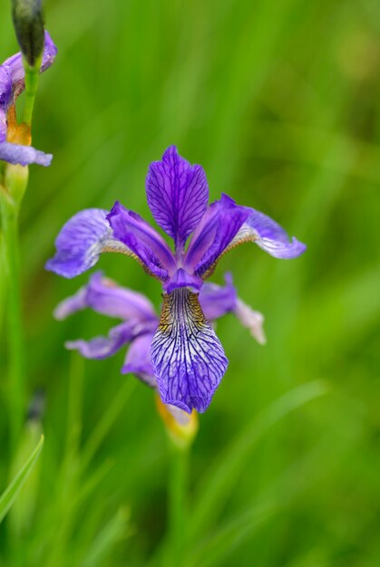 Irisis púrpura salvaje, poca profundidad de campo, crecimiento en el campo