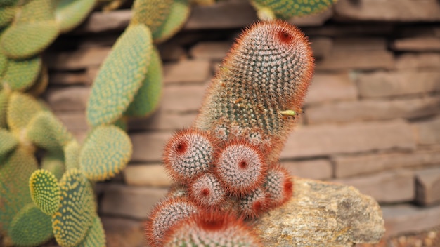 Irlandés de cabeza roja. Mammillaria spinosissima. Cactaceae mexico.