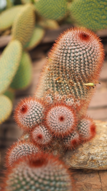 Foto irlandés de cabeza roja. mammillaria spinosissima. cactaceae mexico.