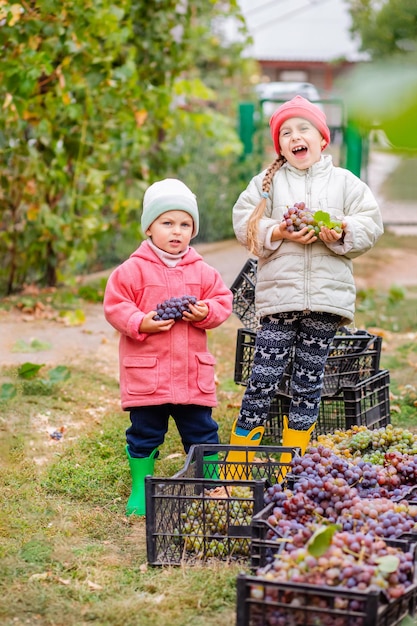 Irmão e irmã com uvas nas mãos na colheita do jardim na fazenda crianças rasgam uvas