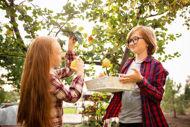 Foto irmão e irmã felizes colhendo maçãs em um jardim ao ar livre juntos