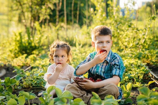 Irmão e irmãzinho fofos comendo morangos