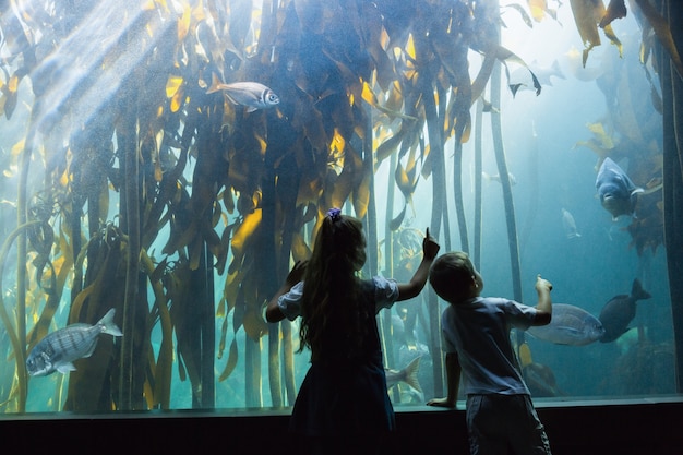 Irmãos pequenos olhando o tanque de peixe