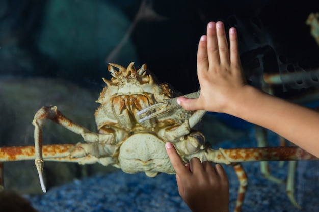 Irmãos pouco olhando para aquário