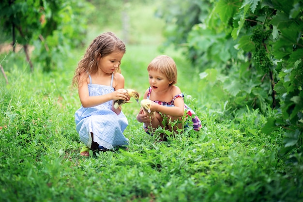 Irmãs de duas meninas em vestidos de verão sentar e brincar na grama com pequenos patinhos em uma fazenda