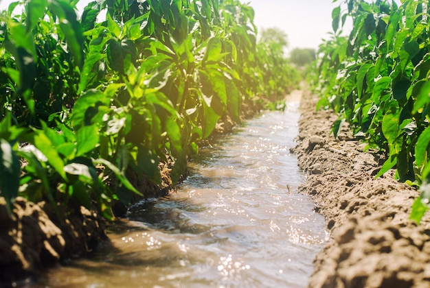 Foto irrigação de pimentas no campo.