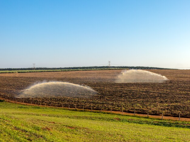 Irrigação de plantio de cana no Brasil