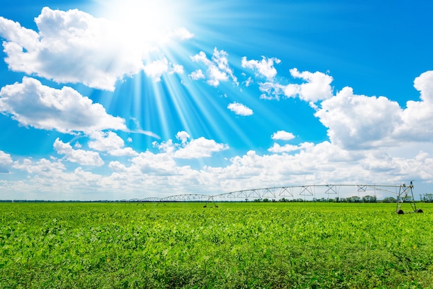 Foto irrigação de terras agrícolas para garantir a qualidade da safra. dia de sol, luz do sol.
