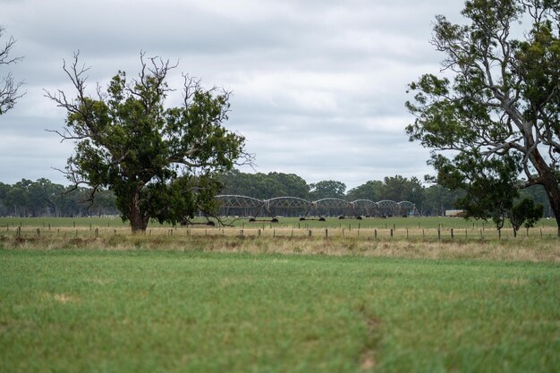 irrigação pivot em um campo agrícola cultivando alimentos verdes e grama em uma fazenda na Austrália na primavera