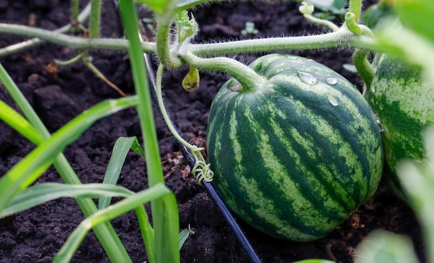 Irrigação por gotejamento de uma pequena melancia no campo