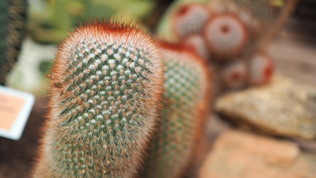 Irritado de cabeça vermelha. Mammillaria spinosissima. Cactaceae México.