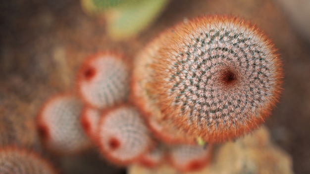 Foto irritado de cabeça vermelha. mammillaria spinosissima. cactaceae méxico.