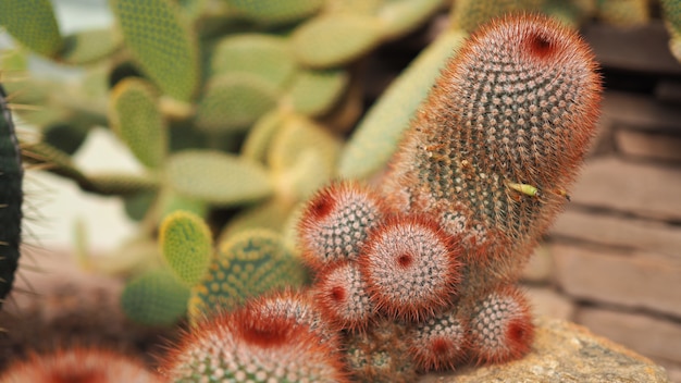 Foto irritado de cabeça vermelha. mammillaria spinosissima. cactaceae méxico.