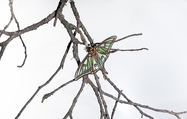 Isabelina butterfly posada en una rama