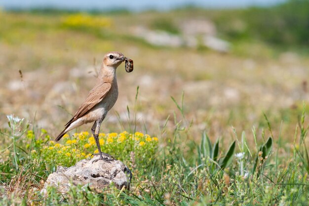 Isabelline Wheatear Oenanthe isabellina en el hábitat con comida en su pico.