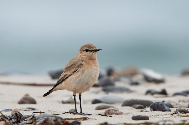 Foto isabelliner steinschmätzer (oenanthe isabellina)