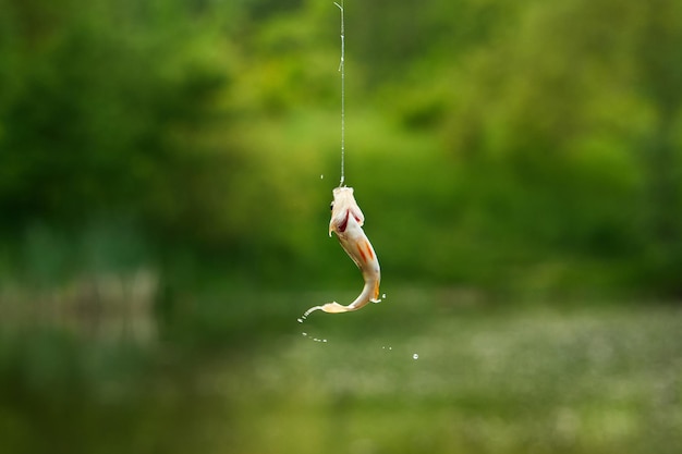 Isca de pesca no anzol Isca de pesca no lago peixe numa lagoa