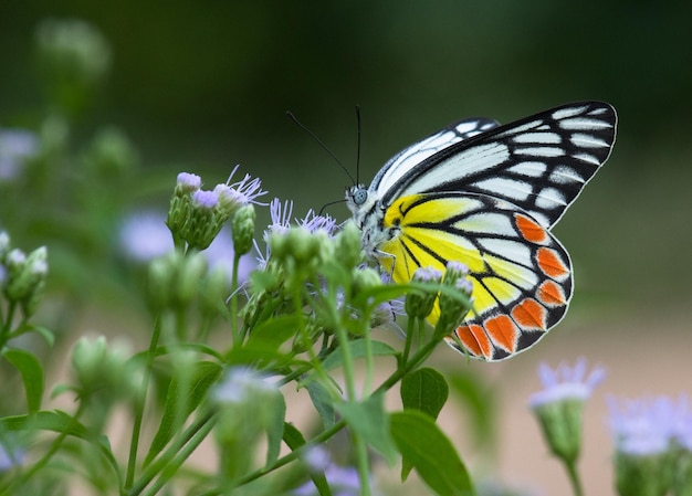 Isebel-Schmetterling, der auf den Blumenpflanzen stillsteht