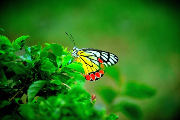 Isebel-Schmetterling, der auf den Blumenpflanzen stillsteht