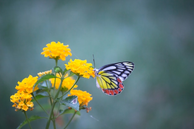 Isebel-Schmetterling oder Delias Eucharis auf der Blumenpflanze in einem weichen Hintergrund