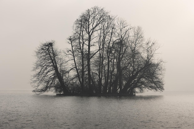 Isla de árboles en un lago de invierno