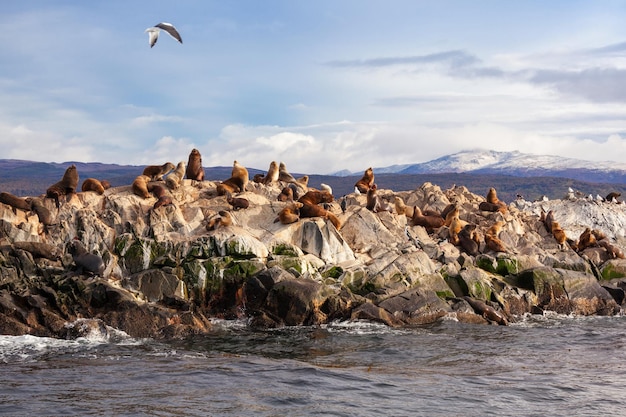 Isla Foca en el Canal Beagle cerca de la ciudad de Ushuaia. Ushuaia es la capital de Tierra del Fuego en Argentina.