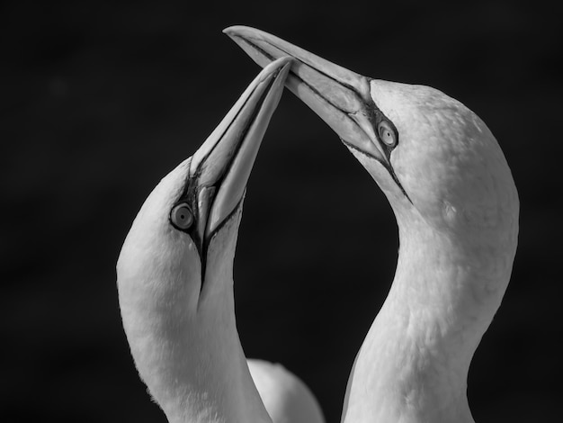 Foto la isla de helgoland